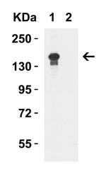 JMJD3 Antibody in Western Blot (WB)