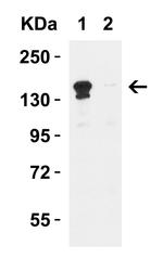 JMJD3 Antibody in Western Blot (WB)