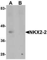 Nkx2.2 Antibody in Western Blot (WB)