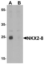 Nkx2.8 Antibody in Western Blot (WB)