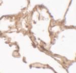 Arylsulfatase B Antibody in Immunohistochemistry (Paraffin) (IHC (P))