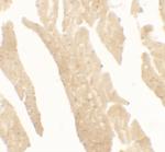 IL1F5 Antibody in Immunohistochemistry (Paraffin) (IHC (P))