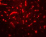 TAF9 Antibody in Immunohistochemistry (Paraffin) (IHC (P))