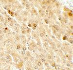 TAF9 Antibody in Immunohistochemistry (Paraffin) (IHC (P))