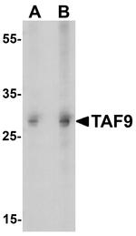 TAF9 Antibody in Western Blot (WB)