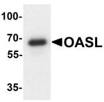 OASL Antibody in Western Blot (WB)