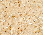 ANGPTL3 Antibody in Immunohistochemistry (Paraffin) (IHC (P))