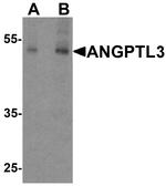 ANGPTL3 Antibody in Western Blot (WB)