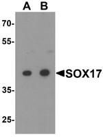 SOX17 Antibody in Western Blot (WB)