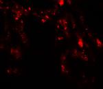 UVRAG Antibody in Immunohistochemistry (Paraffin) (IHC (P))