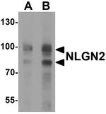 Neuroligin 2 Antibody in Western Blot (WB)