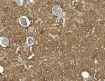 KIRREL3 Antibody in Immunohistochemistry (Paraffin) (IHC (P))