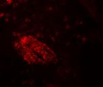 WDR61 Antibody in Immunohistochemistry (Paraffin) (IHC (P))