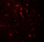 WWC1 Antibody in Immunohistochemistry (Paraffin) (IHC (P))