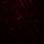 KCNK1 Antibody in Immunohistochemistry (Paraffin) (IHC (P))