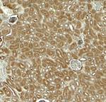 EDA Antibody in Immunohistochemistry (Paraffin) (IHC (P))