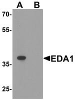 EDA Antibody in Western Blot (WB)