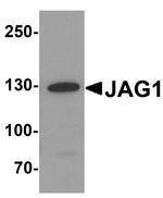 Jagged1 Antibody in Western Blot (WB)