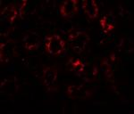 SLC1A7 Antibody in Immunohistochemistry (Paraffin) (IHC (P))