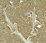 SLC1A7 Antibody in Immunohistochemistry (Paraffin) (IHC (P))