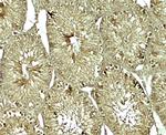 SOX4 Antibody in Immunohistochemistry (Paraffin) (IHC (P))