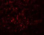 PMAT Antibody in Immunohistochemistry (Paraffin) (IHC (P))