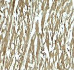 Hopx Antibody in Immunohistochemistry (Paraffin) (IHC (P))