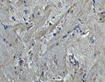 PACS2 Antibody in Immunohistochemistry (Paraffin) (IHC (P))