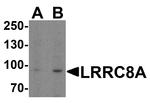 LRRC8A Antibody in Western Blot (WB)