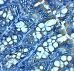 JAGN1 Antibody in Immunohistochemistry (Paraffin) (IHC (P))