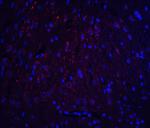 HOOK3 Antibody in Immunohistochemistry (Paraffin) (IHC (P))