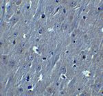 HOOK3 Antibody in Immunohistochemistry (Paraffin) (IHC (P))