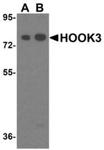 HOOK3 Antibody in Western Blot (WB)