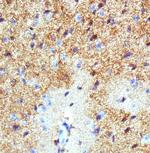 GLAST Antibody in Immunohistochemistry (Paraffin) (IHC (P))