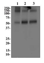 GLAST Antibody in Western Blot (WB)