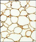 Perilipin 1 Antibody in Immunohistochemistry (Paraffin) (IHC (P))