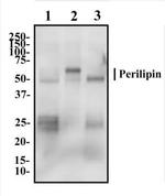 Perilipin 1 Antibody in Western Blot (WB)