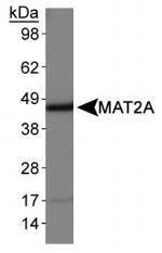 MAT2A Antibody in Western Blot (WB)