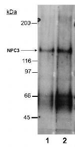 NPC1L1 Antibody in Western Blot (WB)