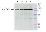 ABCG1 Antibody in Western Blot (WB)