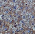 ENPP1 Antibody in Immunohistochemistry (Paraffin) (IHC (P))