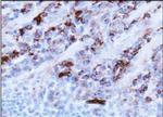 AMBRA1 Antibody in Immunohistochemistry (Paraffin) (IHC (P))