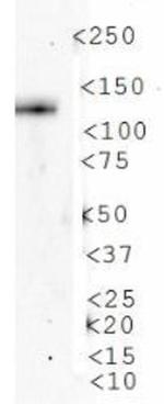 AMBRA1 Antibody in Western Blot (WB)