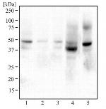 BHLHE41 Antibody in Western Blot (WB)