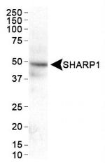 BHLHE41 Antibody in Western Blot (WB)