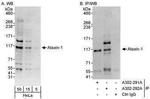 Ataxin 1 Antibody in Western Blot (WB)