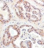 CHORDC1 Antibody in Immunohistochemistry (Paraffin) (IHC (P))