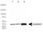 CHORDC1 Antibody in Western Blot (WB)