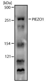 PIEZO1 Antibody in Western Blot (WB)