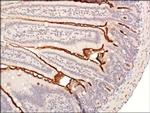 UBE2E1 Antibody in Immunohistochemistry (Paraffin) (IHC (P))